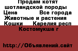 Продам котят шотландской породы › Цена ­ 2 000 - Все города Животные и растения » Кошки   . Карелия респ.,Костомукша г.